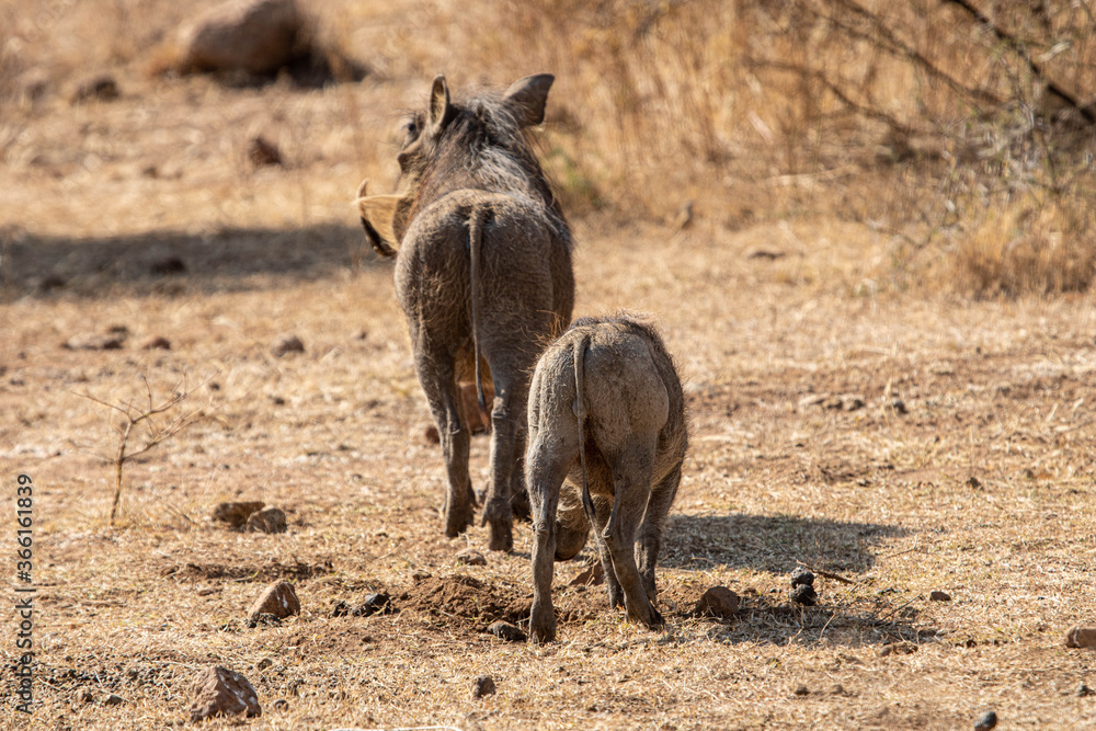A young warthog, from behind, searching for food during the dry season in a clearing under the protective eye of his mother in the South African bushveld.