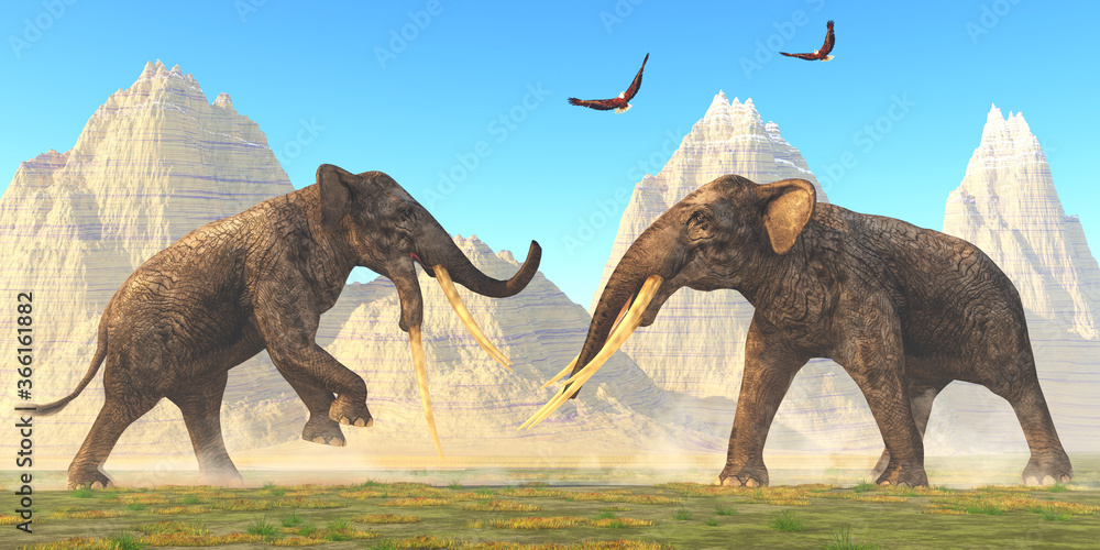 Fototapeta premium Stegotetrabelodon Bulls Fight - Two bull Stegotetrabelodon fight each other for mating rights in the herd during the Miocene Period.