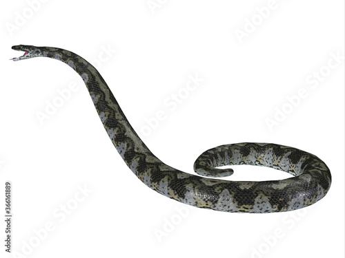 Titanoboa Snake Side Profile - This predatory carnivorous Titanoboa snake lived during the Paleocene Period of Columbia, South America.