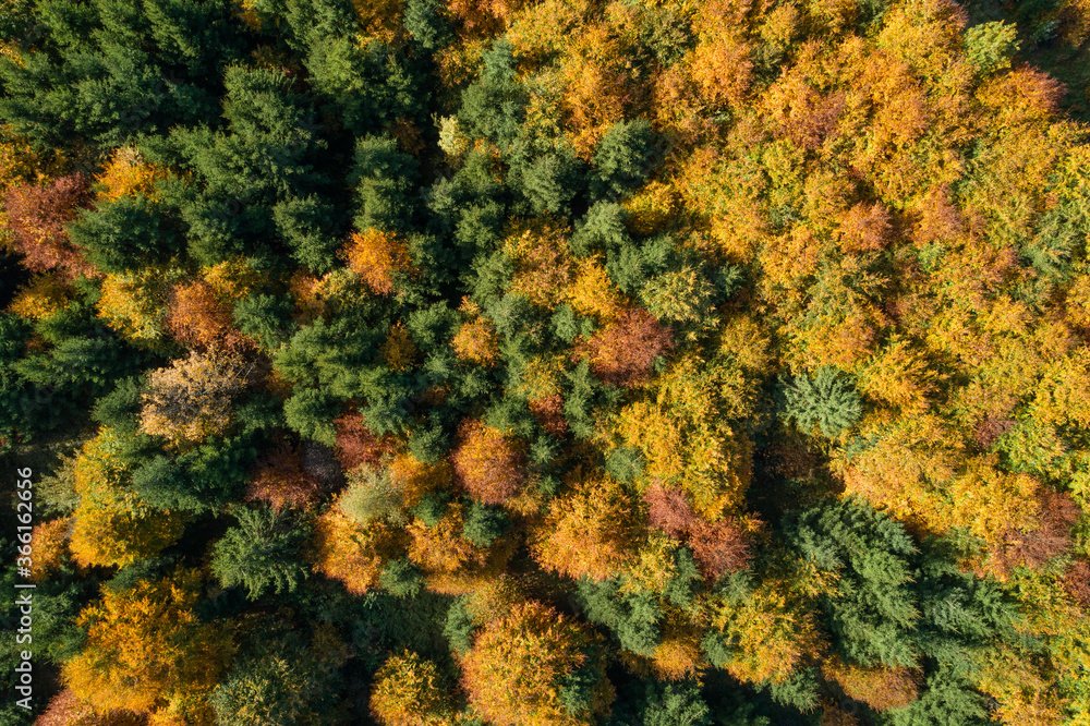 Drone view ofÔøΩdeciduousÔøΩforest in autumn Drone view ofÔøΩdeciduousÔøΩforest in autumn