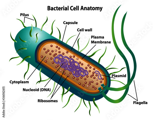 Bacterial cell anatomy labeling structures on a bacillus cell with nucleoid DNA and ribosomes. External structures include the capsule, pili, and flagellum.  