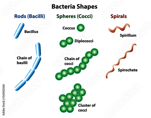Bacteria shapes showing rods, spheres, and spirals. Shapes of bacteria in bacilli, chain of bacilli, coccus, diplococci, chain of cocci, cluster of cocci, spirillum, and spirochete