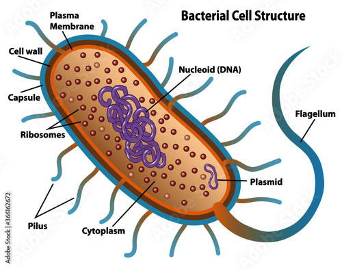 Bacterial cell structures labeled on a bacillus cell with nucleoid DNA and ribosomes. External structures include the capsule, pili, and flagellum. 