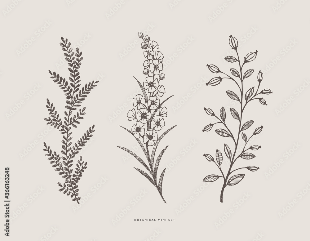 Fototapeta premium Set of hand-drawn curly flowers. Wild herbs vector illustration. Floral design element for greeting card, poster, cover, invitation. Botanical retro image for a garden background.