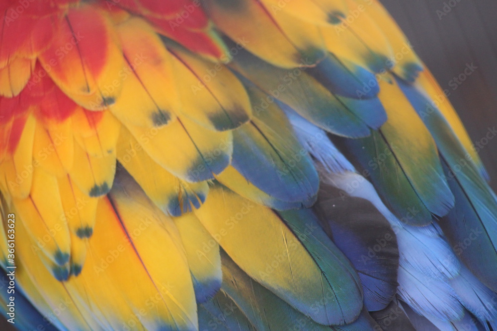 Fototapeta premium Parrot Feathers