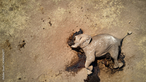 Directly above view of dead African elephant at Hwange National Park, Zimbabwe
