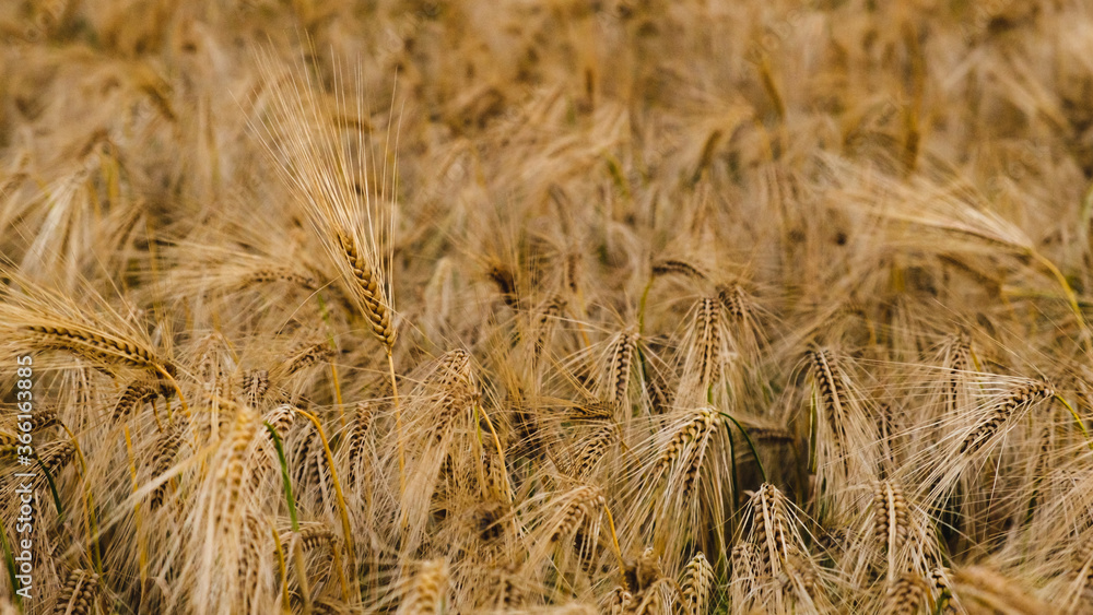 Fototapeta premium Barley field