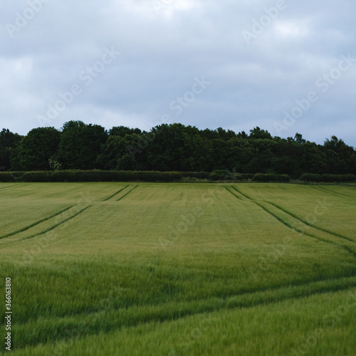 Grain field with Tractor tracks in Scotland