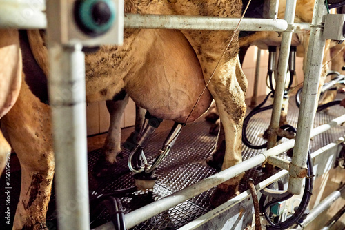 Close-up of cow with milking machine in dairy farm