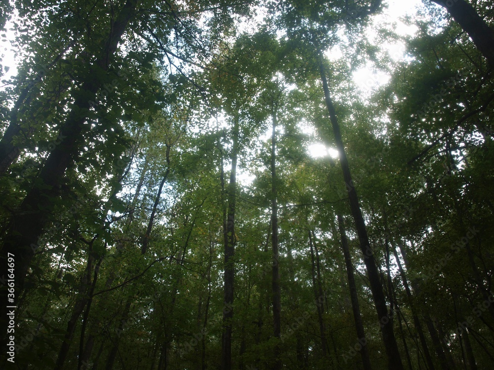 Naklejka premium Looking to the Sky