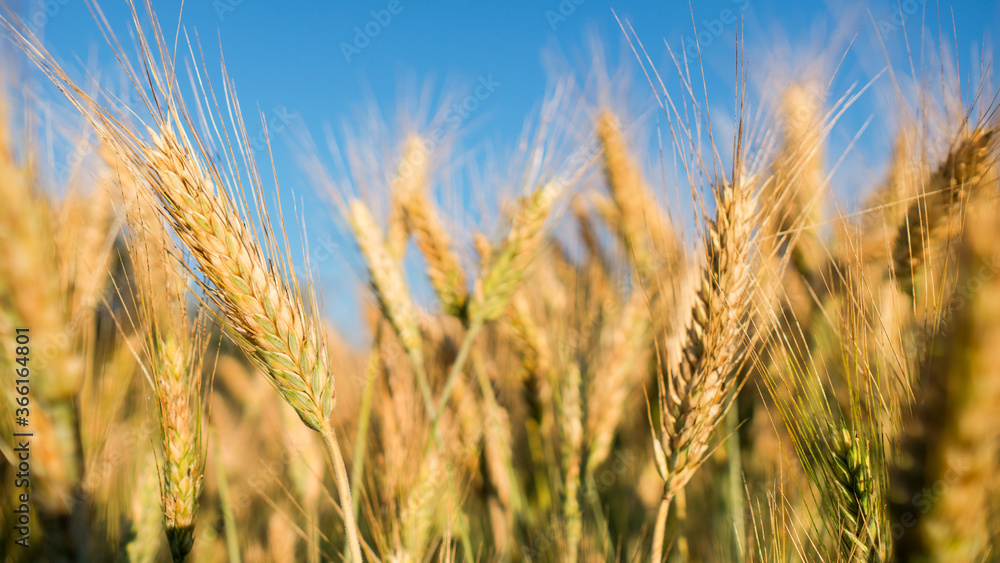 Wheatfield. Close up golden yellow ears of wheat in the sunset during harvest. Wheatfield. Close up golden yellow ears of wheat in the sunset during harvest.