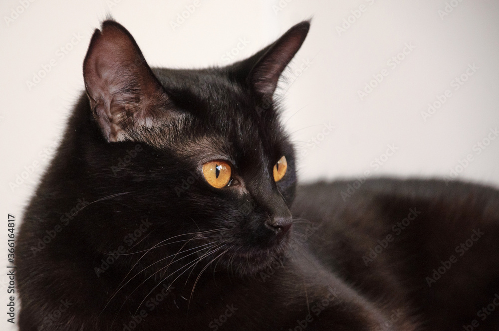 black cat portrait with orange eyes