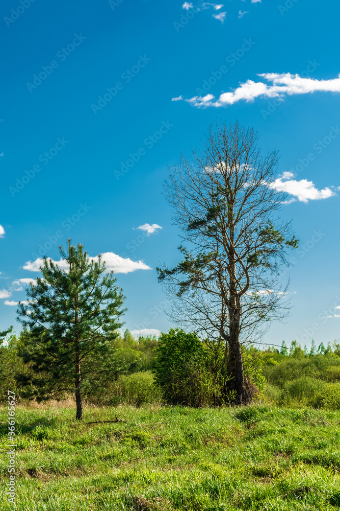 old pine and young trees in a clearing against a blue sky with rare clouds, nature background