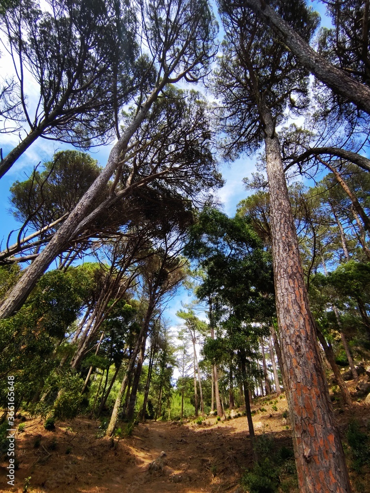 Obraz premium trees in the forest