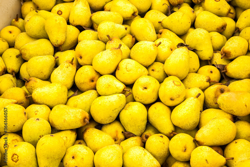 A  display of pears at a farm near Gervais, Oregon