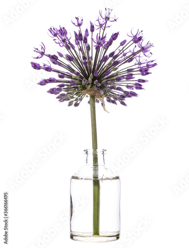 Allium cristophii ( Persian onion or star of Persia) in a glass vessel on a white background photo