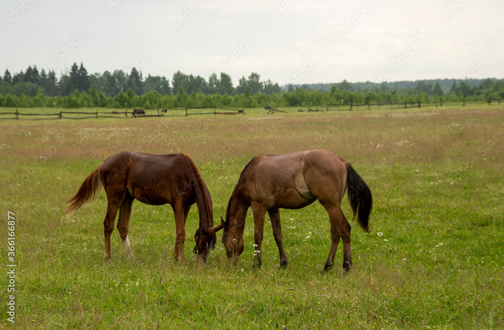 Two young foals graze in a field. Two young foals graze in a field.