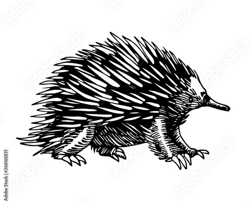 wild mammalian marsupial ovipositor australian animal, echidna with spikes, for logo or emblem, vector illustration with black ink lines isolated on a white background in a hand drawn style