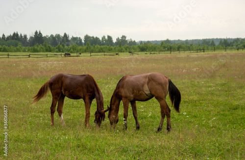 Two young foals graze in a field. © FO_DE