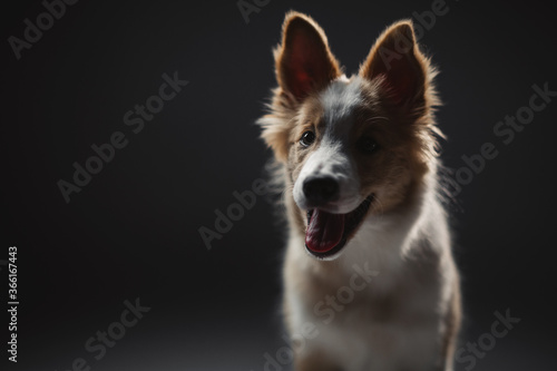 Beautiful portrait of a puppy dog. Border Collie is reddish than white. The background is gray, dark.