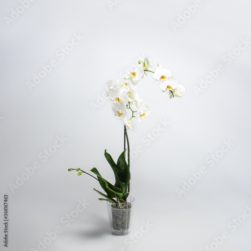 A beautiful and elegant white phalaenopsis orchid with fuchsia lips