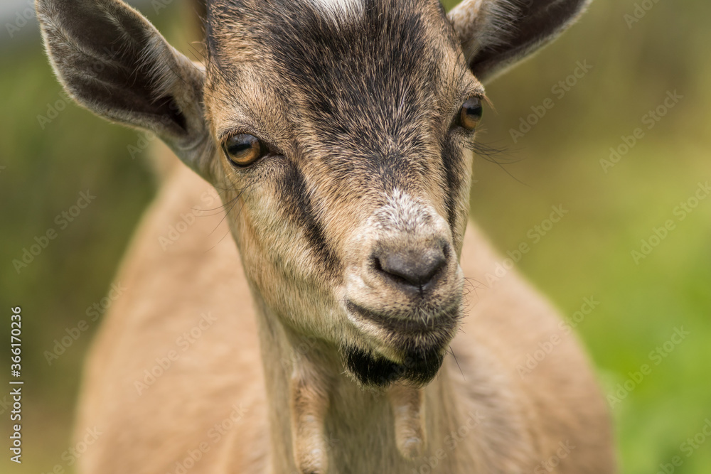Tan black goat, Capra aegagrus hircus, closeup Tan black goat, Capra aegagrus hircus, closeup