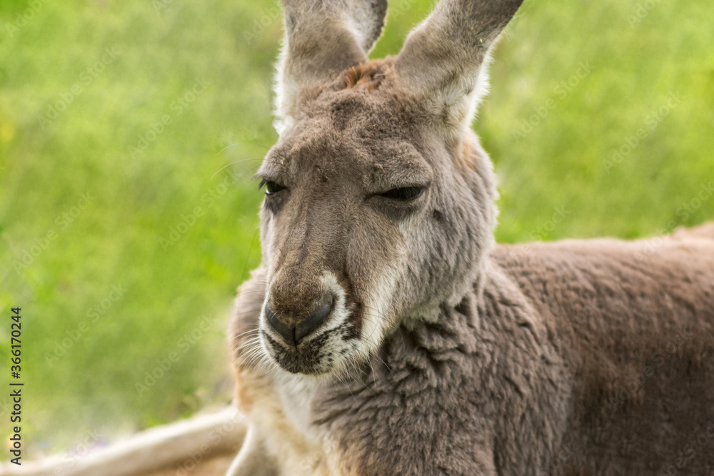 Sleepy kangaroo, Macropodidae, resting in grass