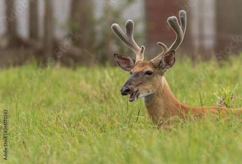 White-tailed Deer buck with antlers, Odocoileus virginianus, in grass with giddy funny face 