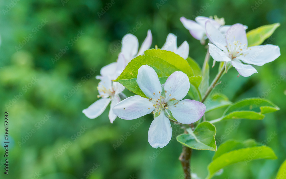 apple blossom malus domestica closeup view apple blossom malus domestica closeup view