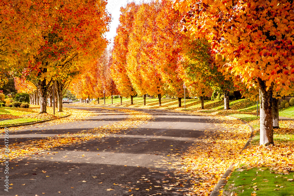 Maple trees showing fall colors on a street in south west Portland, Oregon