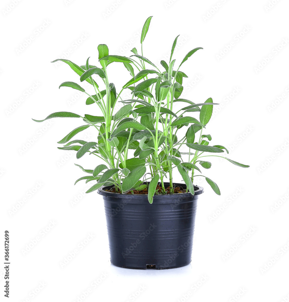 Fototapeta premium Sage leaf herb in Soil pots on white background