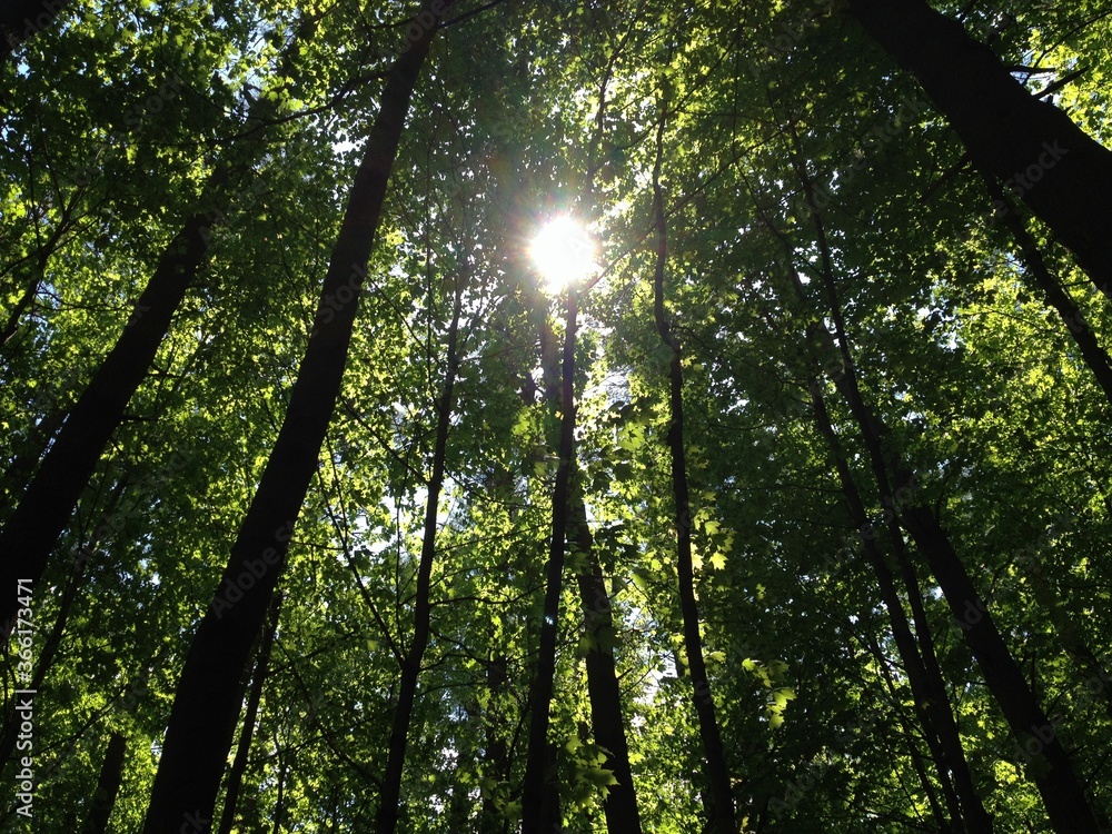 Obraz premium sunlight through trees