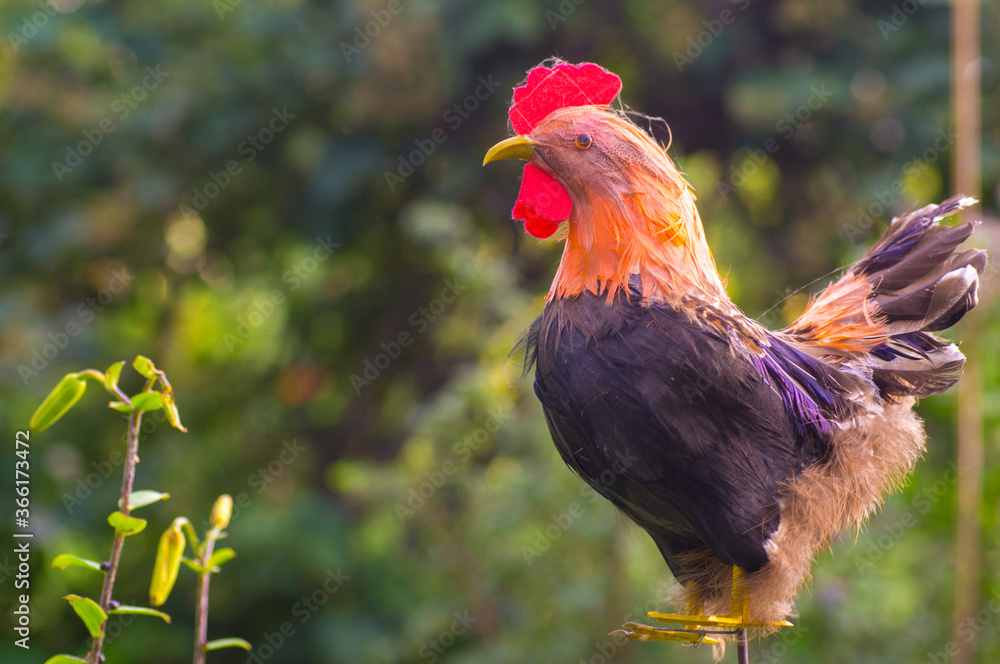 Rooster - garden decoration, colourful imitation decorating the surroundings of flowers