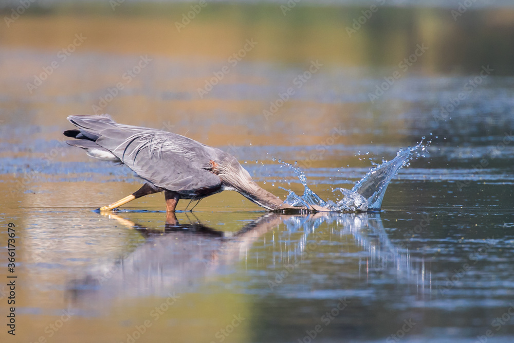Obraz premium Great Blue Heron Strikes at a Fish