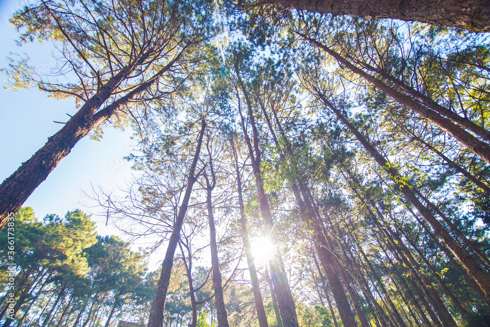 Fototapeta premium Pine tree forest morning sunrise sky background look up view