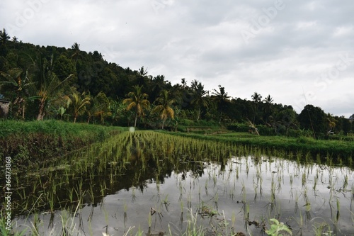 view of the rice paddis up close in Bali