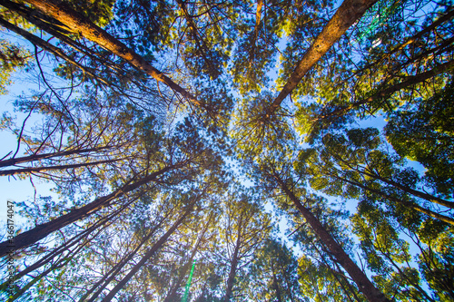 Pine tree forest morning sunrise sky background look up view © themorningglory