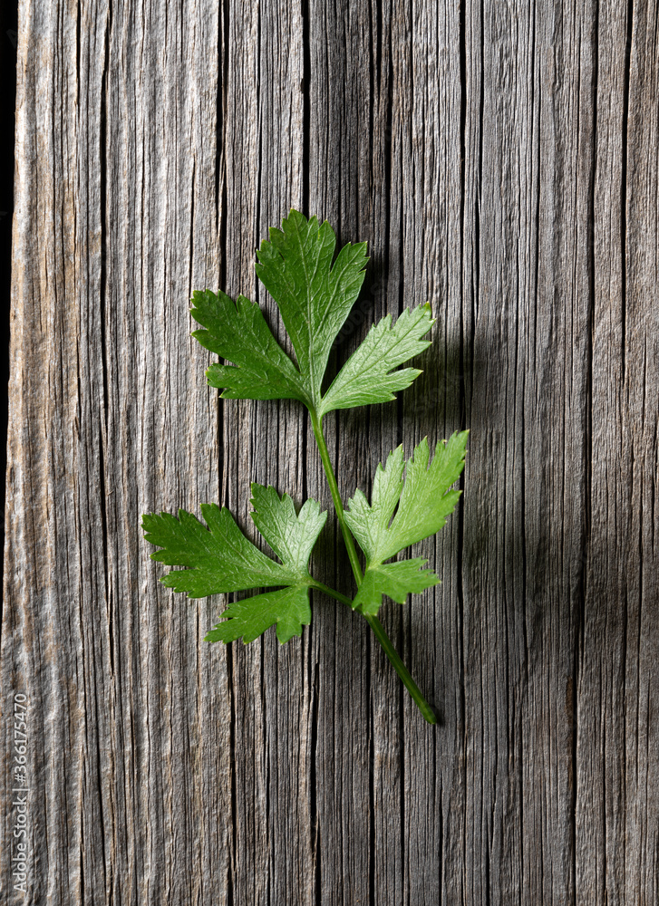 Italian parsley on an old tree background Italian parsley on an old tree background