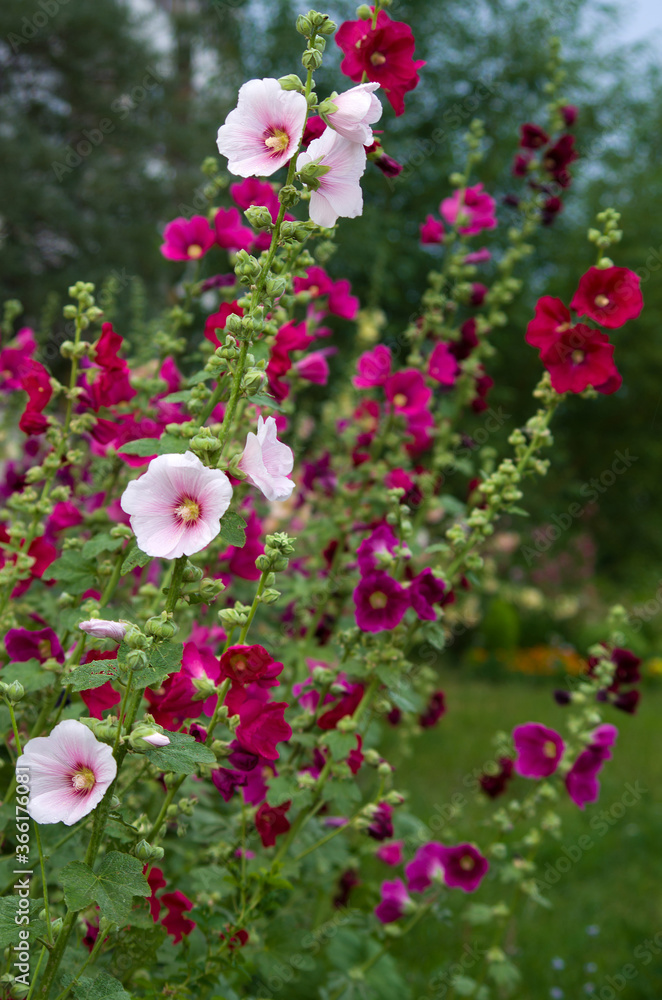 Fototapeta premium Mallow flowers in a shallow focus. Beautiful floral background.