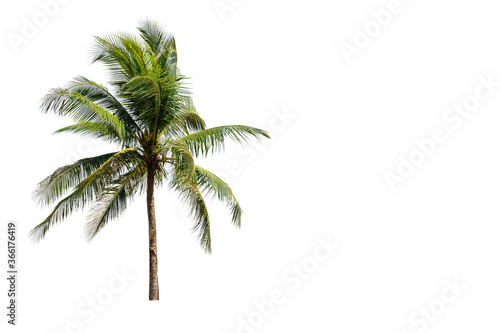 Isolated, Tropical coconut tree 