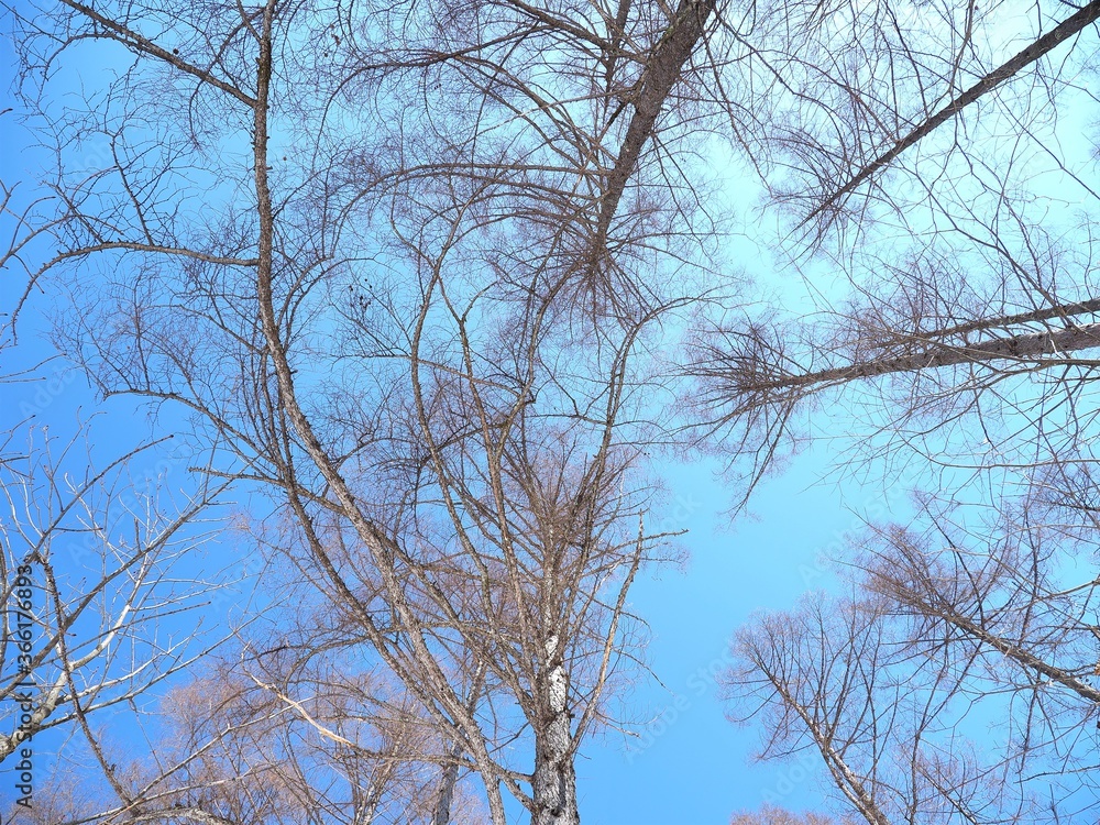 北アルプス・白馬岳 北アルプス・白馬岳