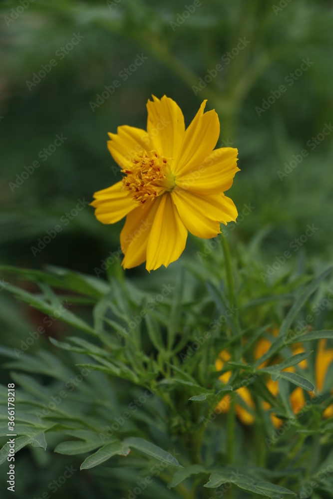 yellow flowers in the garden yellow flowers in the garden