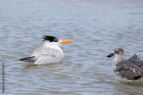 Royal Tern in the Water