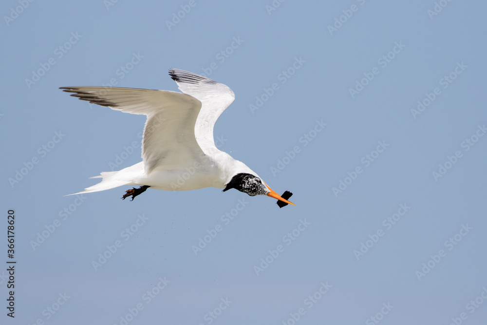 Least Tern in Flight Least Tern in Flight