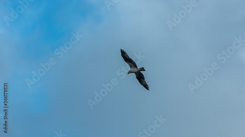 Bird in flight