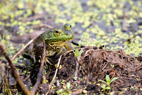 Pig Frog in the Wetland