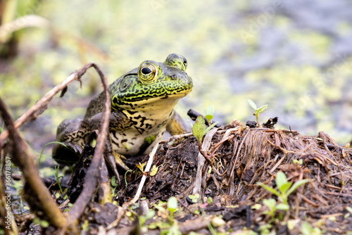 Pig Frog in the Wetland