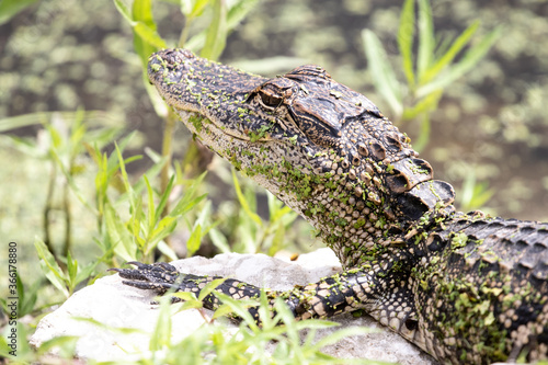 American Alligator Juvenile
