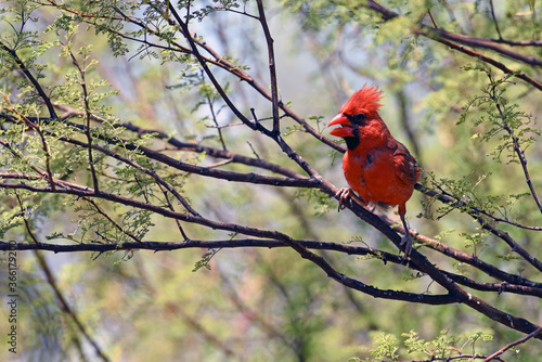 Northern Cardinal Perched in Tree Tucson Arizona