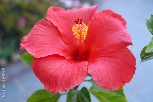 Beautiful flower in the garden